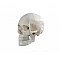 Skull Model