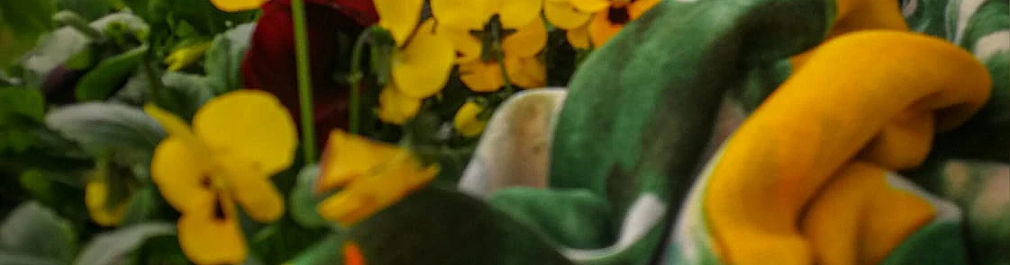 Lakatiņi uzziedējuši