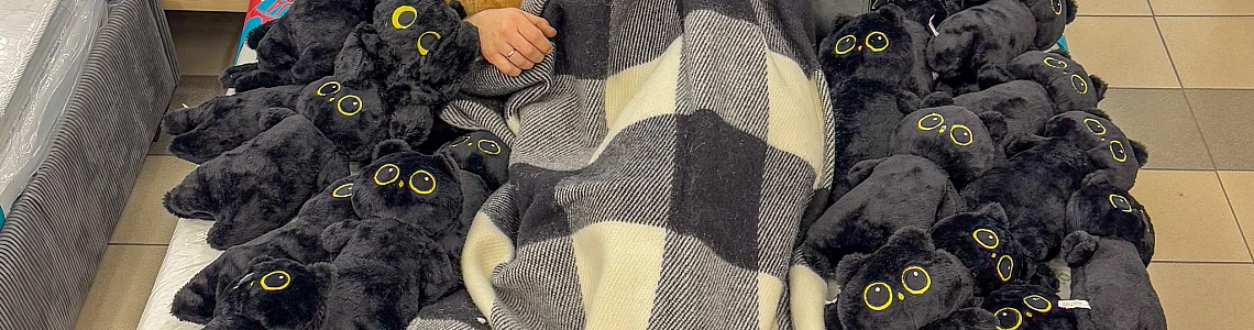 Buy a mattress, get a Cat as a gift!