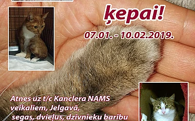 Pasniedz roku ķepai!