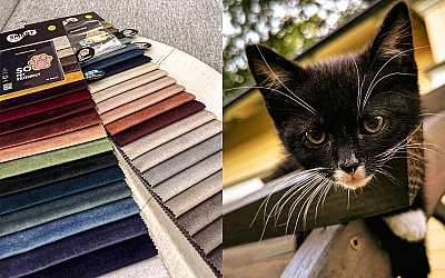 Does Your pet like upholstered furniture?