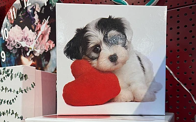 Viss Valentīndienai